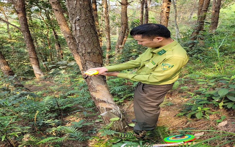 Bài cuối: Từ nền móng vững chắc đến kỳ vọng phát triển lâm nghiệp hiện đại, bền vững