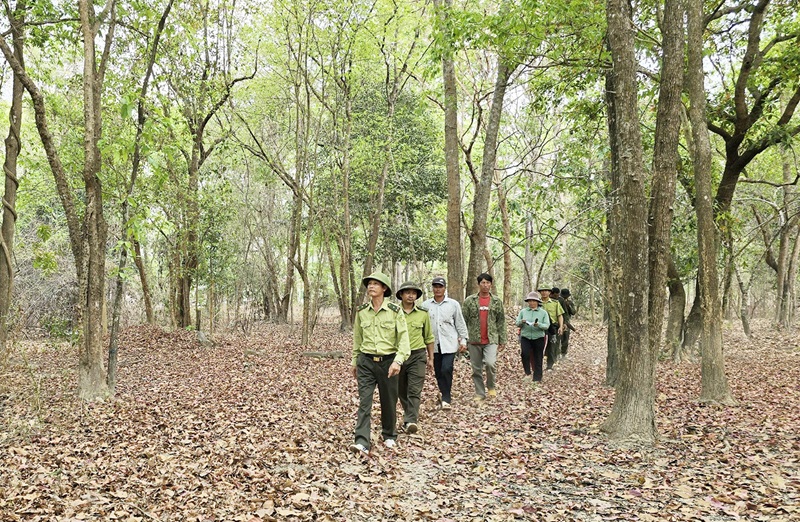 Tín chỉ carbon - Giải pháp khôi phục rừng Tây Nguyên: “Mỏ vàng” chưa được đánh thức