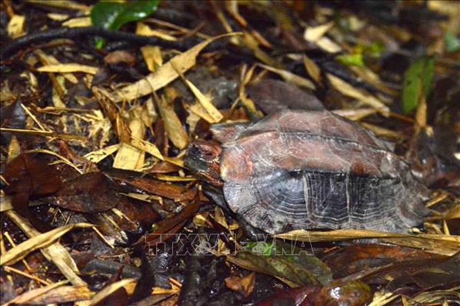 Bảo tồn các loài rùa quý tại Khu Bảo tồn thiên nhiên Xuân Liên