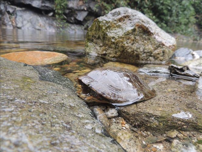 Bảo tồn các loài rùa quý tại Khu Bảo tồn thiên nhiên Xuân Liên