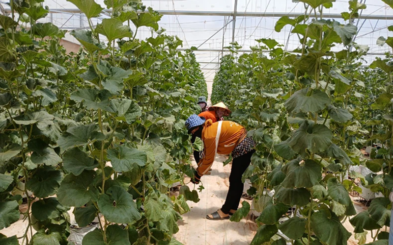 Từng bước ngăn chặn tình trạng sa mạc hóa