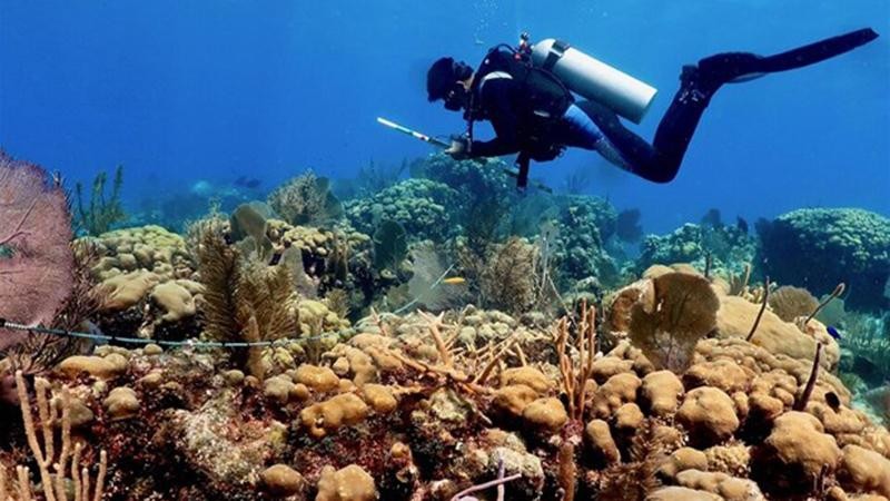 Công bố 'thủ phạm' phá hủy rạn san hô quan trọng bậc nhất thế giới