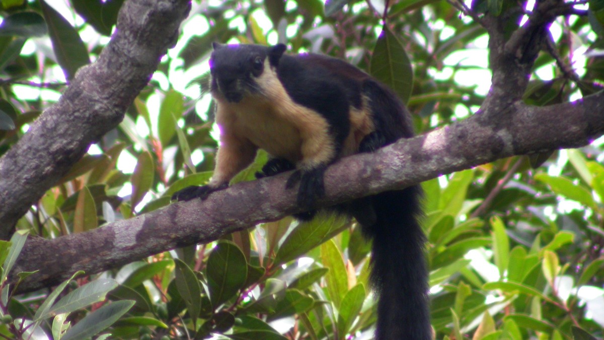 Vườn Quốc gia Côn Đảo nhận giấy chứng nhận Vườn Di sản ASEAN