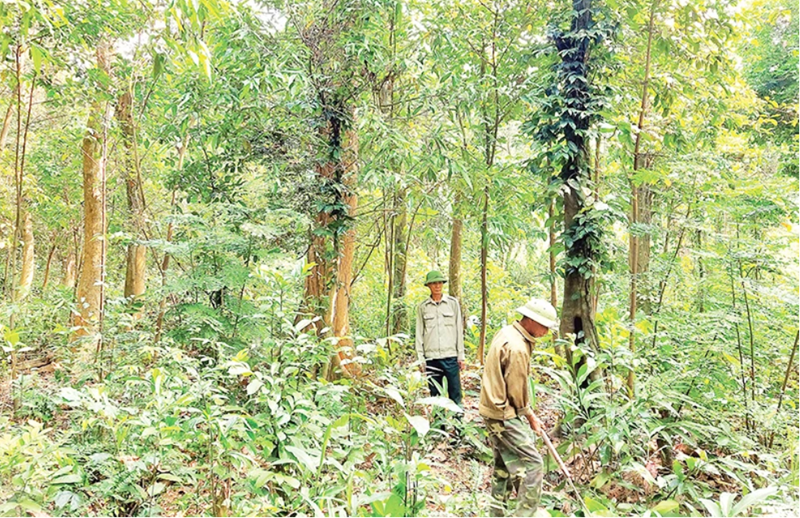 Khó chi trả kinh phí từ bán tín chỉ carbon rừng