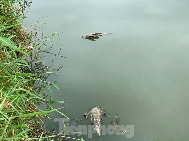 Cá chết hàng loạt trên sông, dân nghi doanh nghiệp xả thải