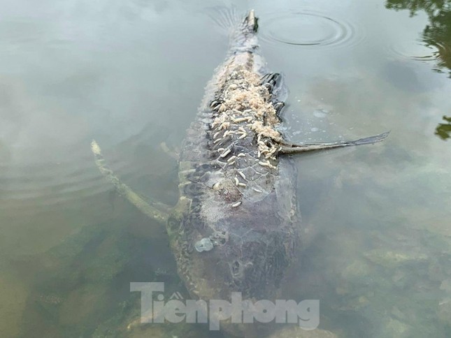 Cá chết hàng loạt trên sông, dân nghi doanh nghiệp xả thải