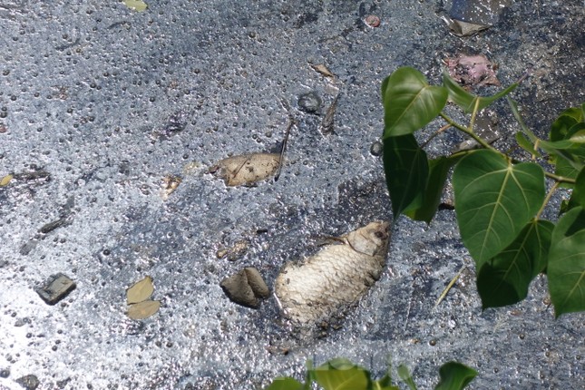 Cá chết, rác thải nổi trên kênh Nhiêu Lộc - Thị Nghè