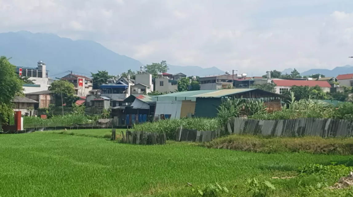 Thanh tra trại nuôi nhốt trâu gây ô nhiễm môi trường giữa trung tâm thị xã
