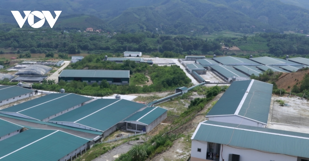 Trang trại lợn công nghệ cao lại gây mùi hôi thối