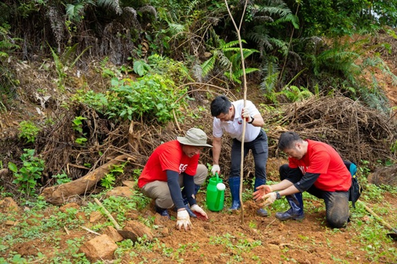 Trồng 200 cây phong linh ở Vườn Quốc gia Ba Vì
