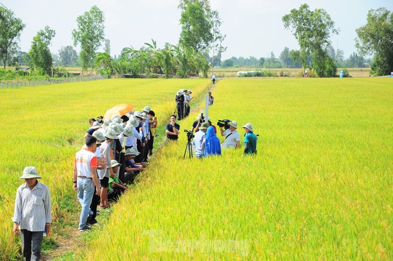 Trồng lúa ứng phó biến đổi khí hậu giúp giảm phát thải tăng hiệu quả