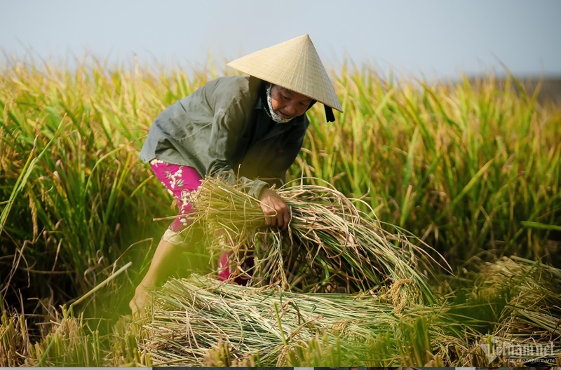 Với 1ha lúa giảm phát thải, nông dân Đắk Lắk thu thêm được 1,5 triệu đồng