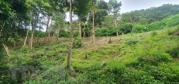 Đắk Nông thu hồi gần 1.800 ha đất của dự án lâm nghiệp nhiều vi phạm