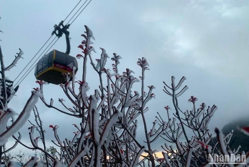 Sương muối phủ trắng đỉnh Phan Xi Păng