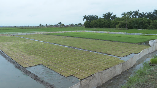 Tích tụ, tập trung đất đai và những trao đổi để hướng đến một nền nông nghiệp hiện đại