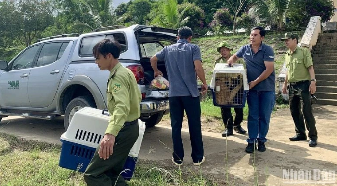 Thả 5 cá thể vượn đen má hung về Vườn quốc gia Tà Đùng tỉnh Đắk Nông