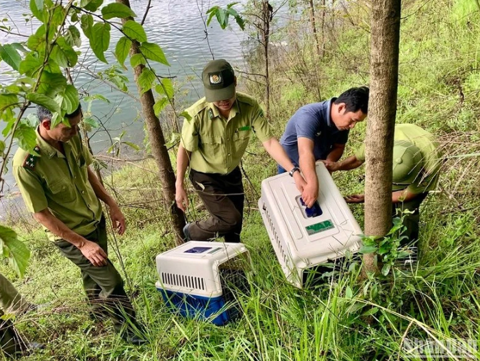 Thả 5 cá thể vượn đen má hung về Vườn quốc gia Tà Đùng tỉnh Đắk Nông