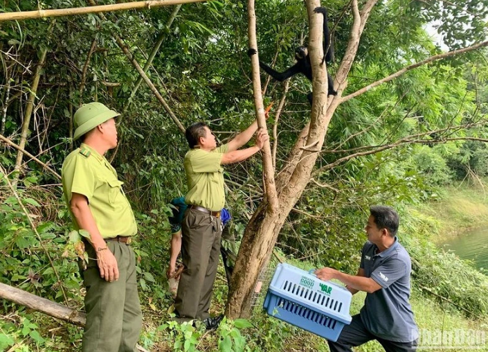 Thả 5 cá thể vượn đen má hung về Vườn quốc gia Tà Đùng tỉnh Đắk Nông