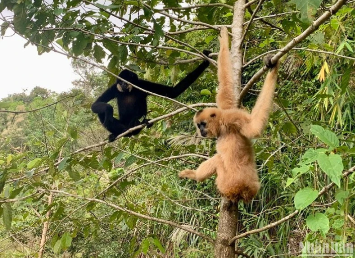 Thả 5 cá thể vượn đen má hung về Vườn quốc gia Tà Đùng tỉnh Đắk Nông