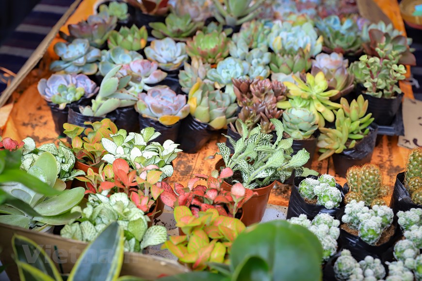 Hoạt động 'Đổi rác lấy cây' lan tỏa thông điệp bảo vệ môi trường