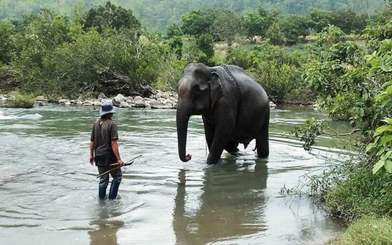 WWF ra mắt Liên minh Bảo tồn Voi châu Á