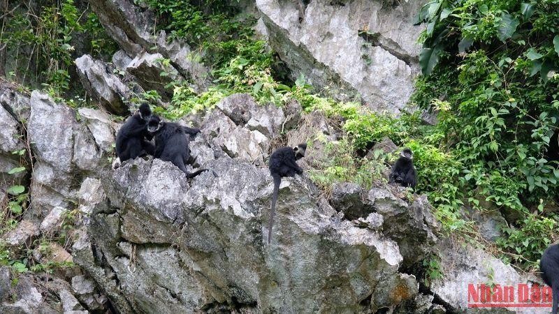 Quảng Bình nỗ lực bảo tồn voọc gáy trắng ở huyện Tuyên Hóa