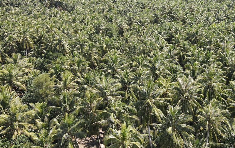 Vườn dừa 25.000 cây, có thể thu 25.000 USD từ bán tín chỉ carbon