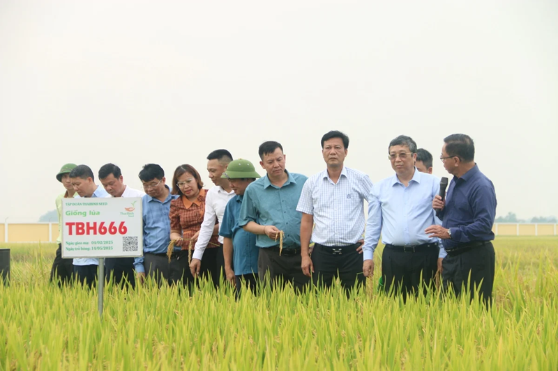 Hải Phòng và Thái Bình được mùa vụ lúa Xuân 2025