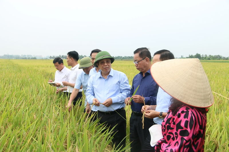Hải Phòng và Thái Bình được mùa vụ lúa Xuân 2025