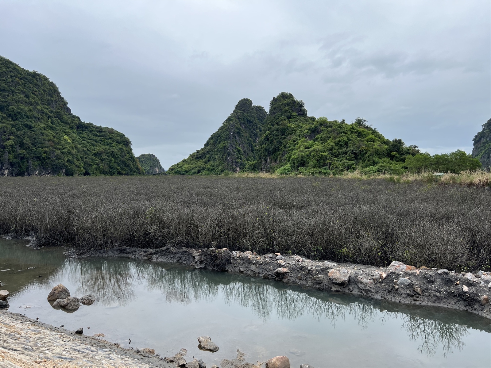 Rừng ngập mặn tuyệt đẹp ở vịnh Hạ Long 'chuyển màu': Cơ quan chức năng vào cuộc