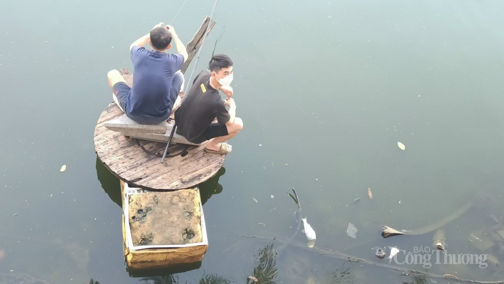 Cá chết hàng loạt nổi trắng mặt hồ Tây