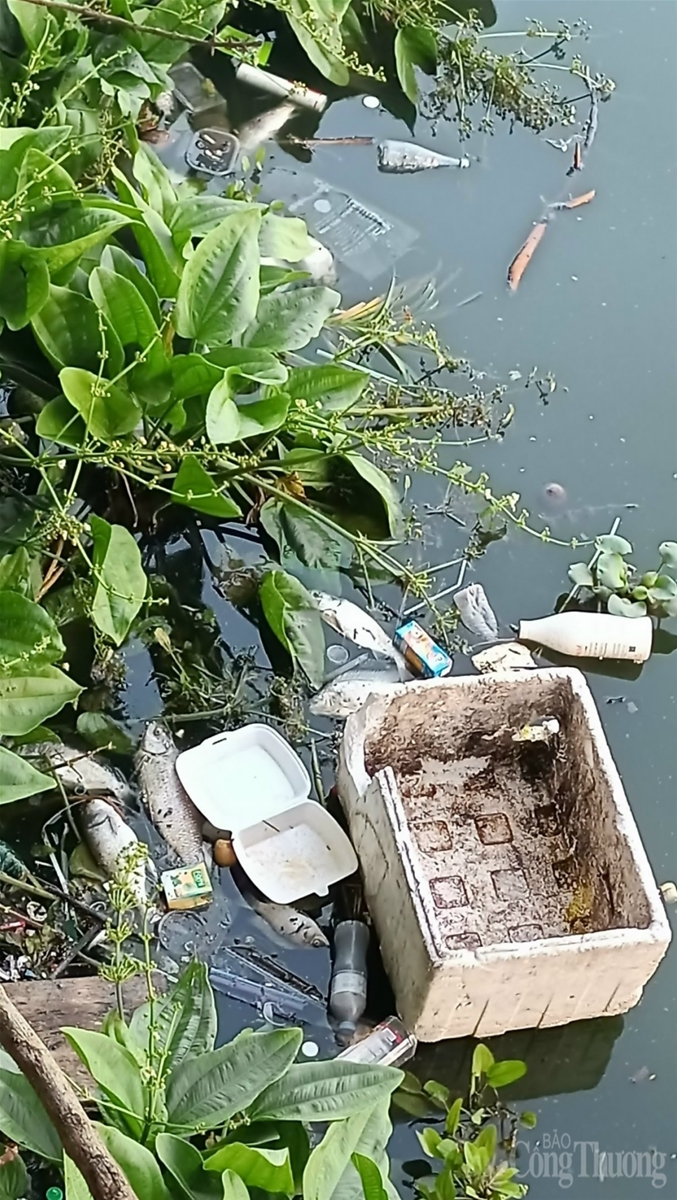 Cá chết hàng loạt nổi trắng mặt hồ Tây