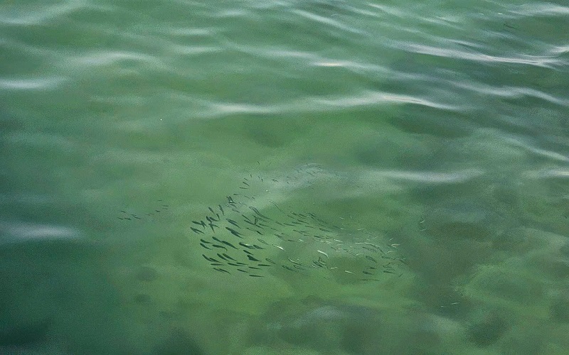 Thả giống ra biển, tái tạo nguồn lợi dưới đáy đại dương