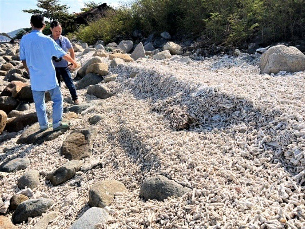 Khánh Hòa: Tăng cường bảo vệ môi trường, hệ sinh thái trong vịnh Nha Trang