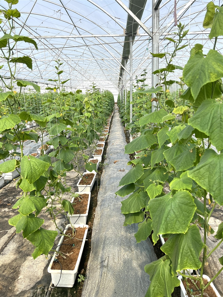 Xây dựng mô hình điểm “Thu gom bao gói thuốc bảo vệ thực vật sau sử dụng, xử lý phế phụ phẩm nông nghiệp”