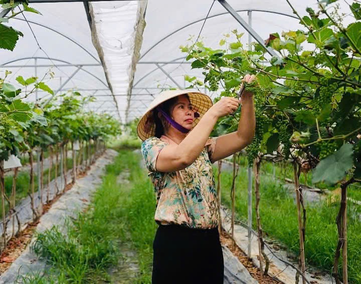 Kể chuyện nông sản xứ Thanh