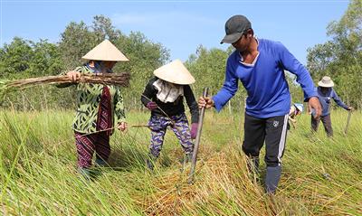 An Giang trồng tràm giảm tác động của biến đổi khí hậu