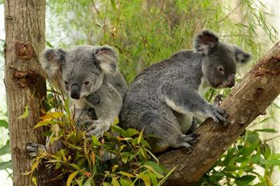 Australia liệt gấu koala ở hai bang miền Đông vào danh sách có nguy cơ tuyệt chủng
