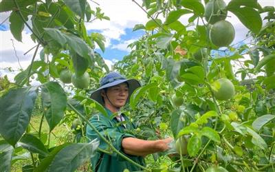 Bài 1: Thể chế mới mở đường cho hợp tác xã nông nghiệp bứt phá