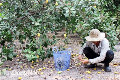 Biến đổi khí hậu ảnh hưởng đến năng suất cây trồng