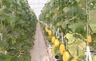 Bình Thuận phủ xanh nhiều khu vực sa mạc hóa