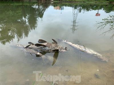 Cá chết hàng loạt trên sông, dân nghi doanh nghiệp xả thải