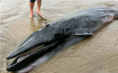 Cá ông khoảng 300kg trôi dạt vào bờ biển Trà Vinh
