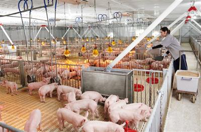 Cải tiến công nghệ AAO nâng cao hiệu quả xử lý nước thải chăn nuôi heo tại trang trại tỉnh Gia Lai