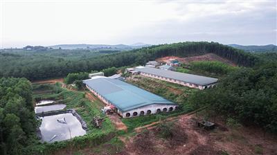 Cam Lộ: 2 trang trại chăn nuôi lợn bị xử phạt 114 triệu đồng
