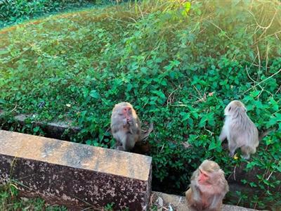Cần giải pháp bảo vệ môi trường và bảo tồn các loài nguy cấp