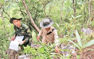 Cấp bách bảo tồn loài Du sam đá vôi