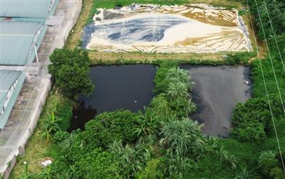 Cấp bách xử lý ô nhiễm môi trường từ các trại lợn