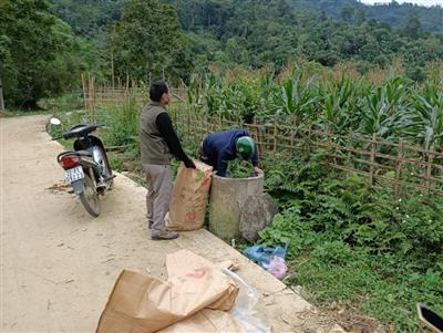 Chiêm Hóa (Tuyên Quang): Phát triển kinh tế gắn với công tác bảo vệ môi trường
