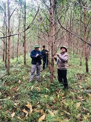 Công ty TNHH Lâm nghiệp Sơn Dương: Thực hiện tốt công tác quản lý đất đai